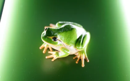 Demo image